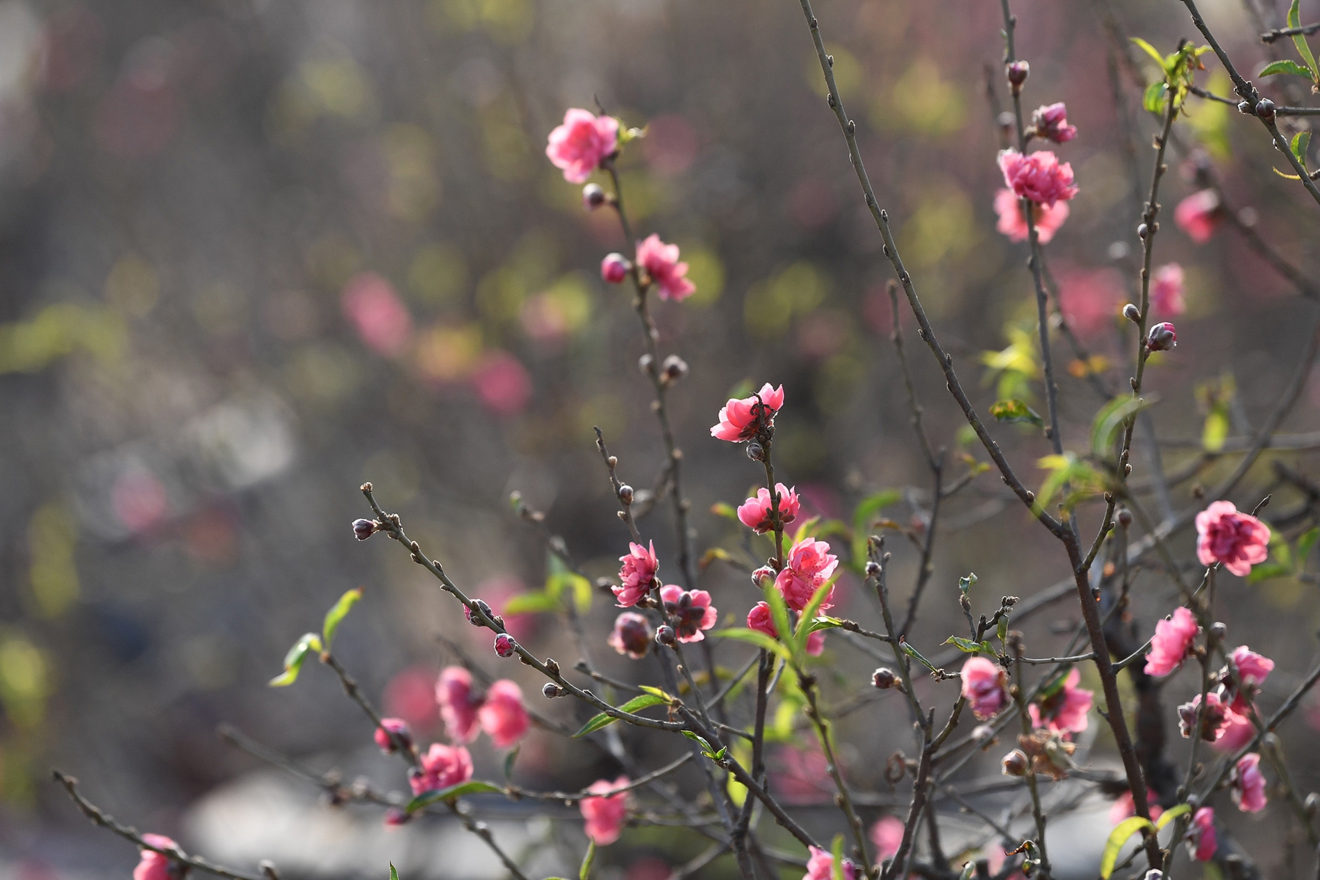 Bài khấn tất niên ngắn gọn theo chuyên gia phong thuỷ