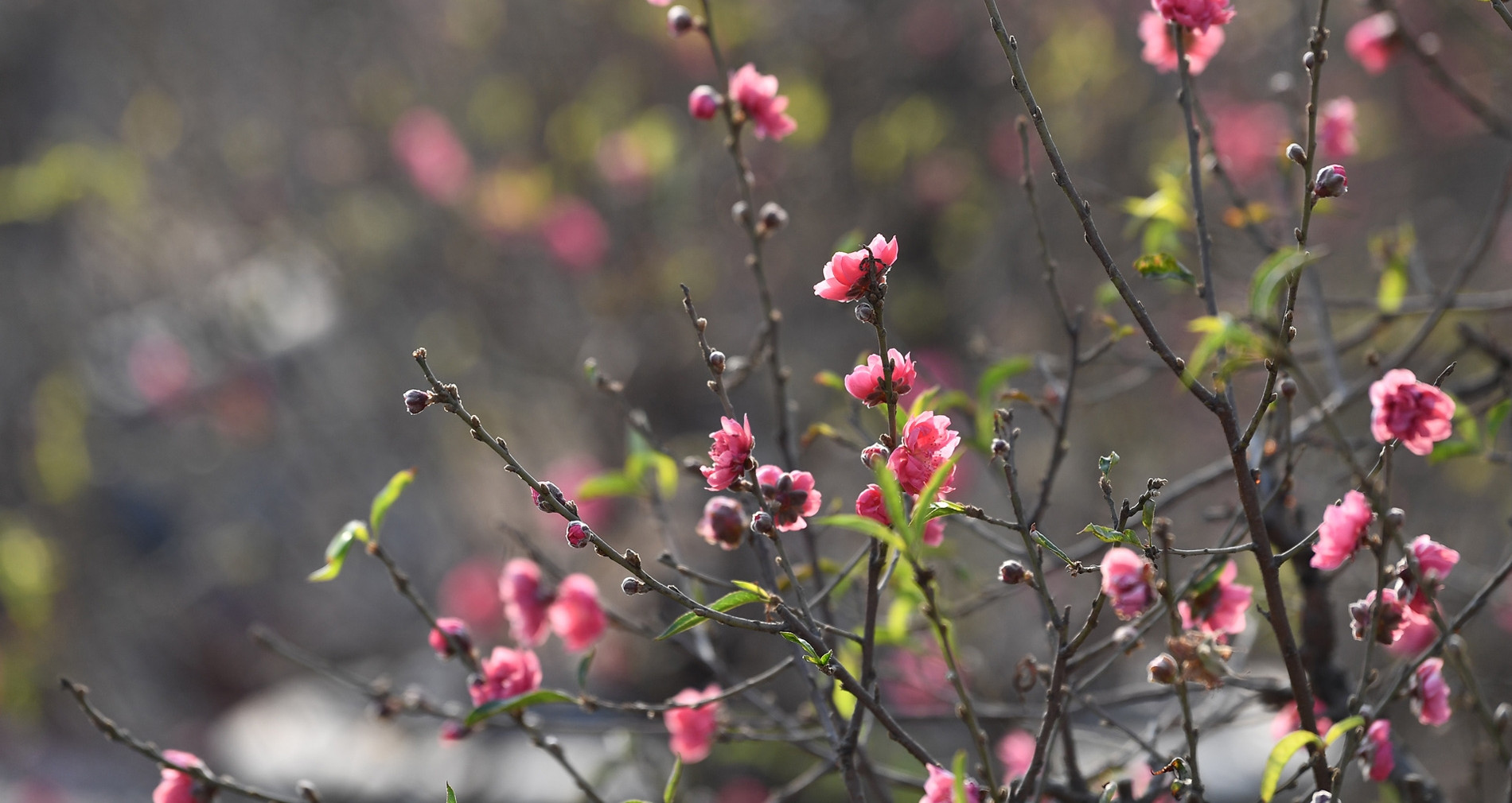 Bài khấn tất niên ngắn gọn theo chuyên gia phon...