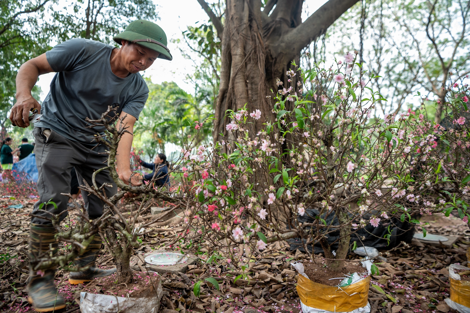 Đào, mai chiều 28 Tết bán giá rẻ như cho, chủ vườn chặt gốc mang về trồng