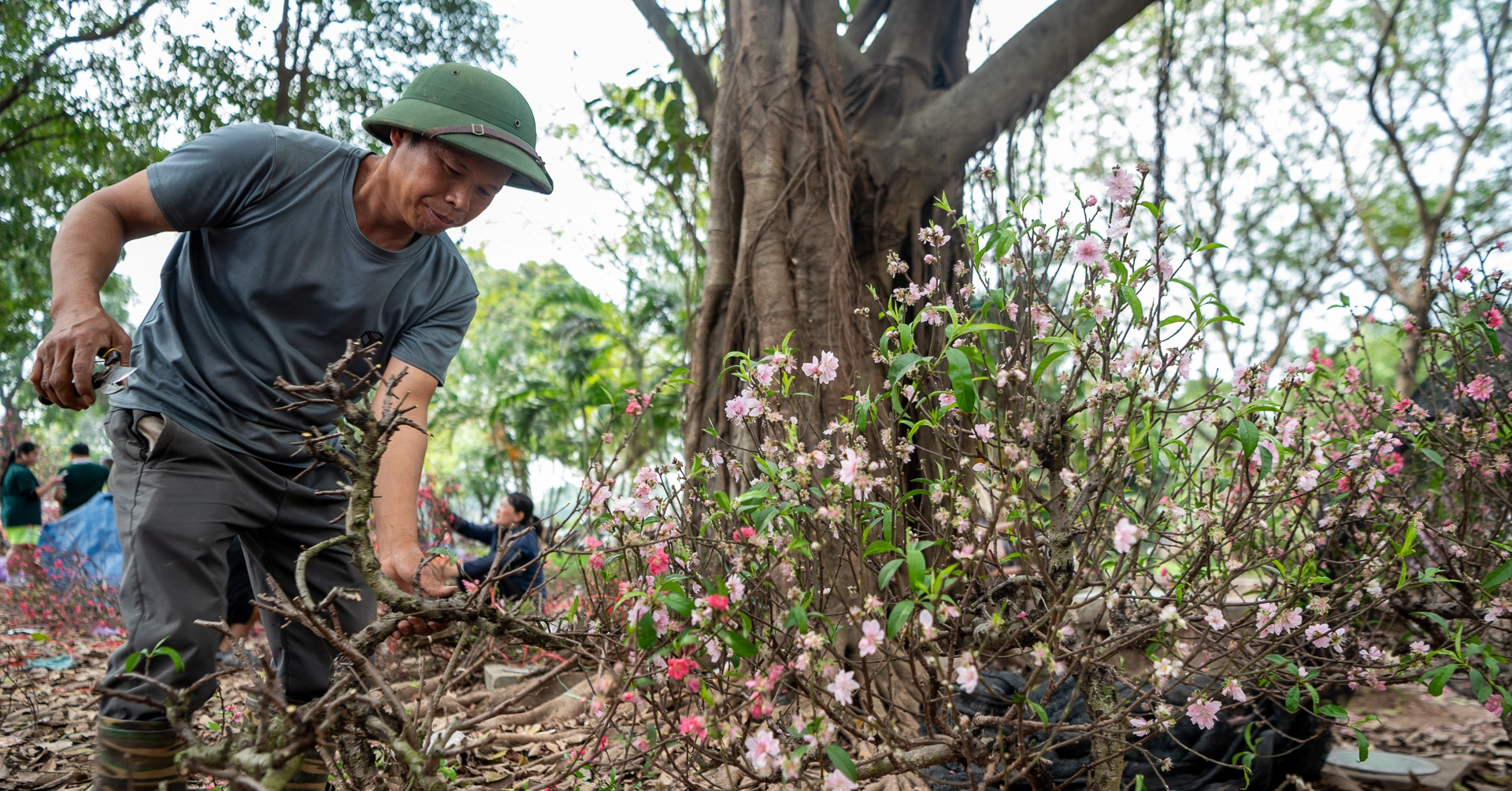 Đào, mai chiều 28 Tết bán giá rẻ như cho, chủ vườn chặt gốc mang về trồng