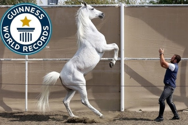 Những kỷ lục Guinness thế giới độc đáo về loài ngựa