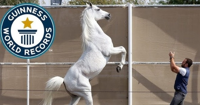 Những kỷ lục Guinness thế giới độc đáo về loài ngựa