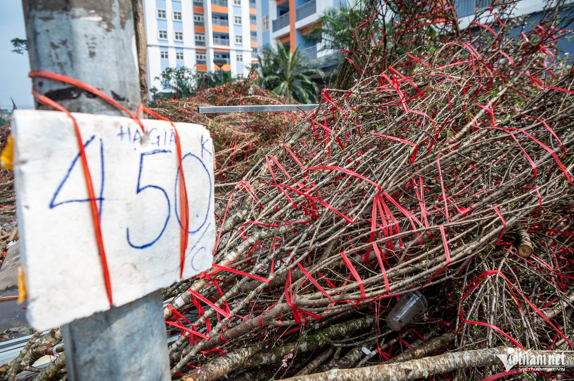 W-DAO HA GIA TRAN DUC ANH 3.jpg