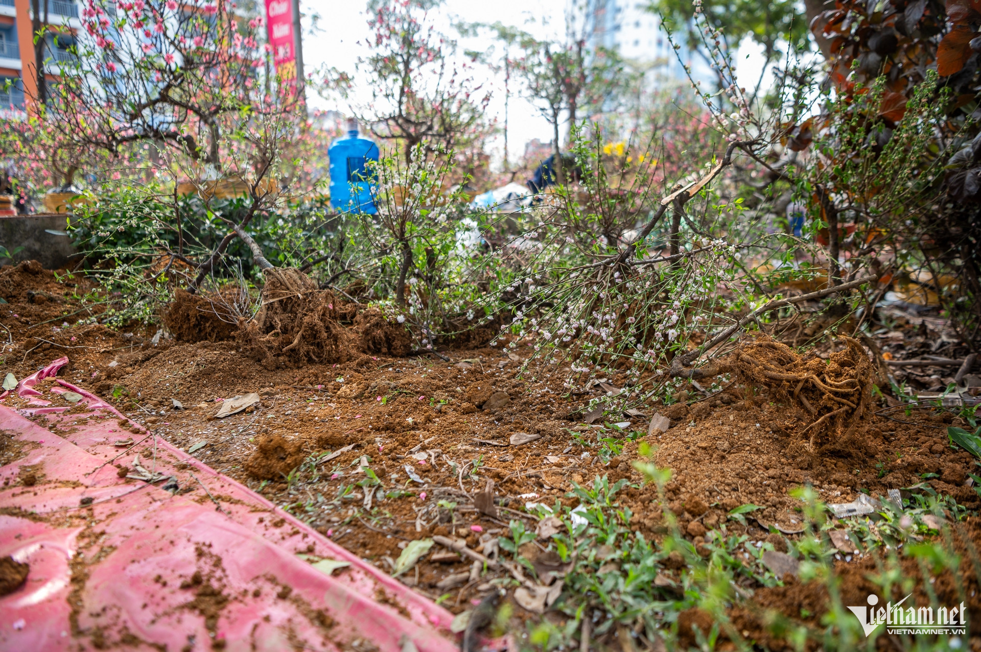 W-DAO HA GIA TRAN DUC ANH 6.jpg