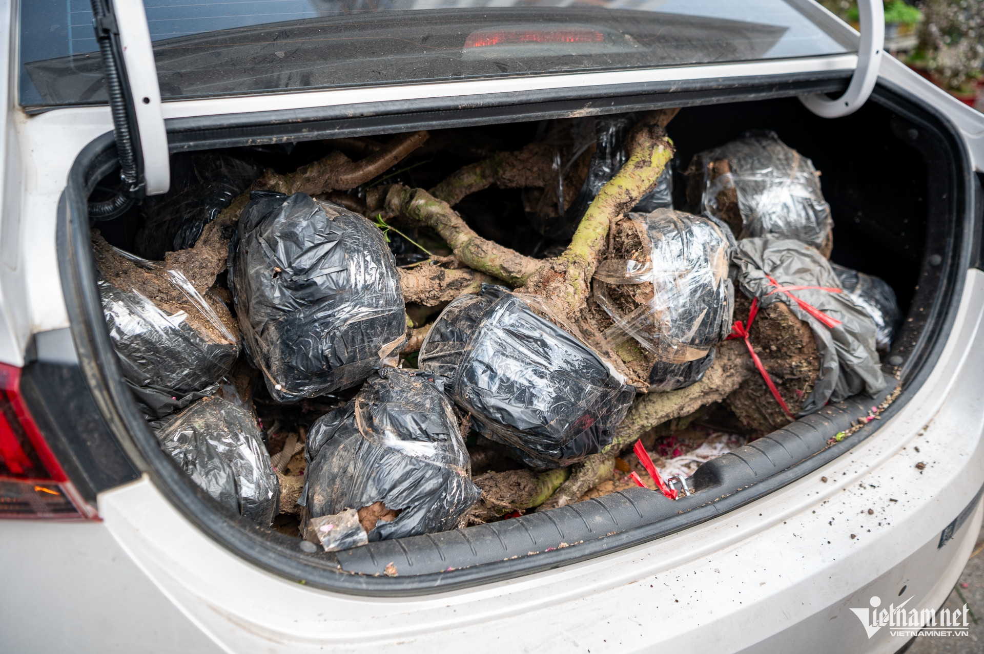 W-DAO HA GIA TRAN DUC ANH 9.jpg