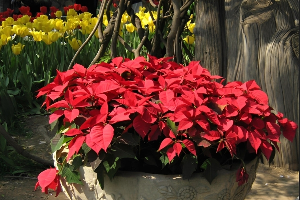 Trưng hoa Trạng nguyên ngày Tết: Bí quyết mang cát tường, may mắn vào nhà