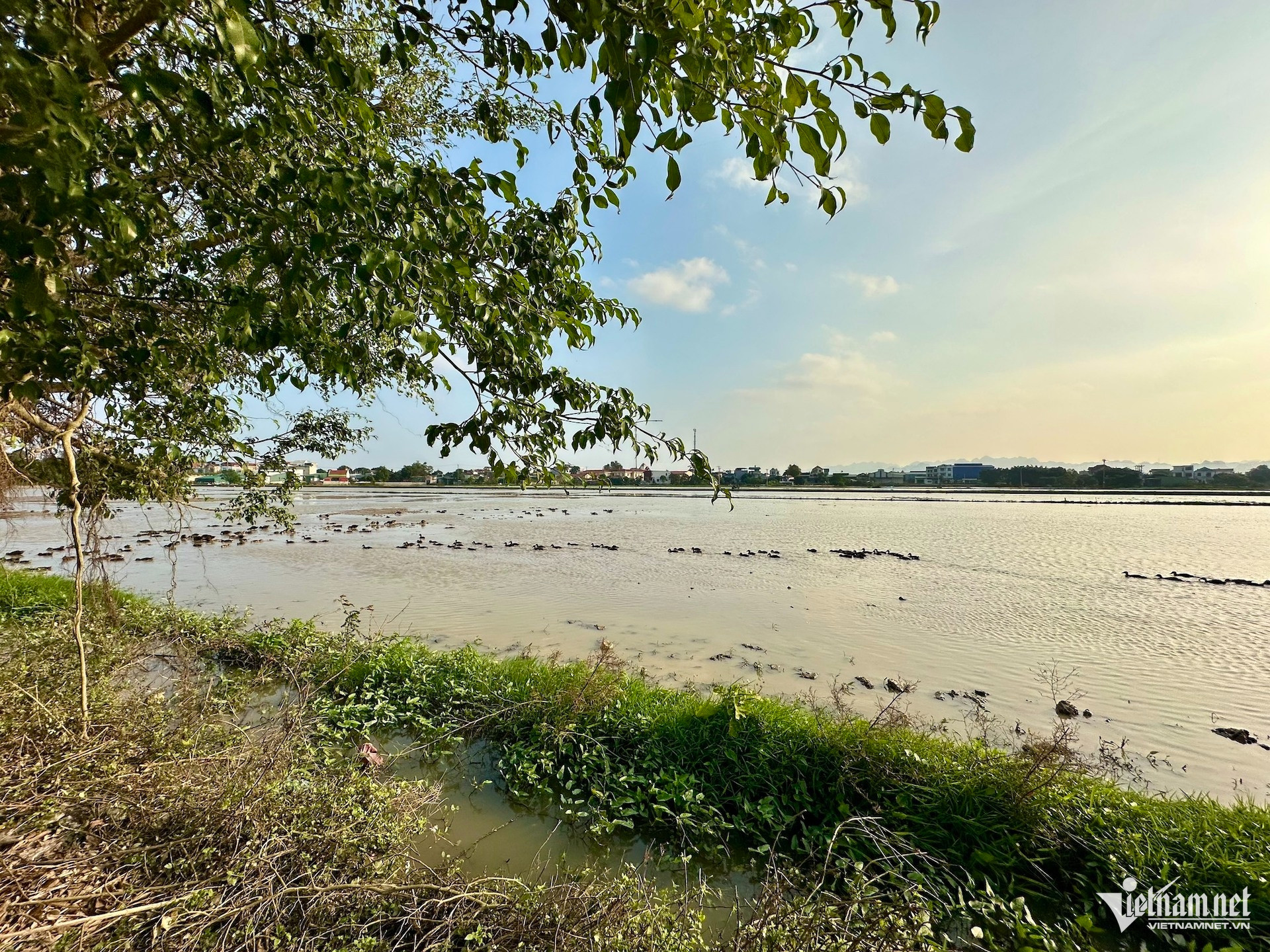 W-dat dai vietnamnet.jpg