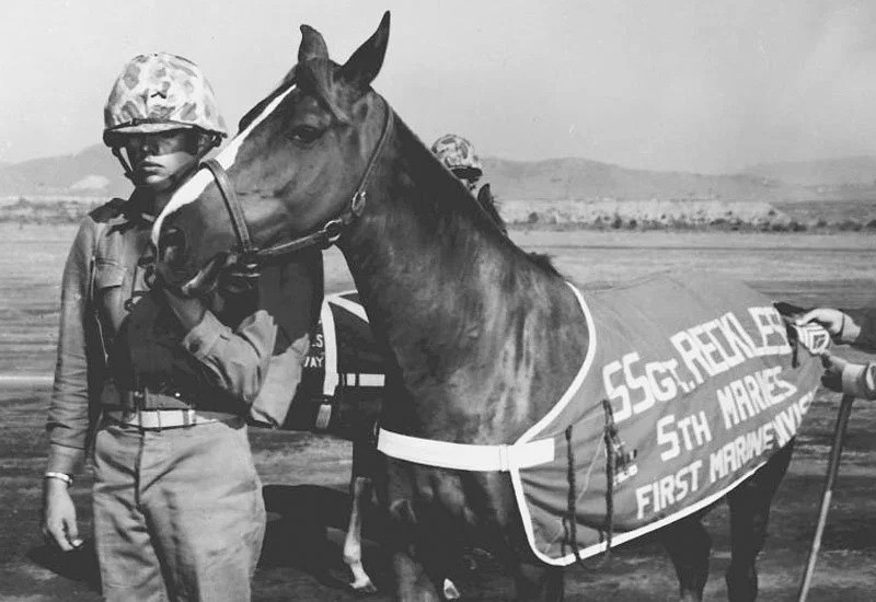 22+Sergeant+Reckless+100+Hero+Warhorses.j.jpg