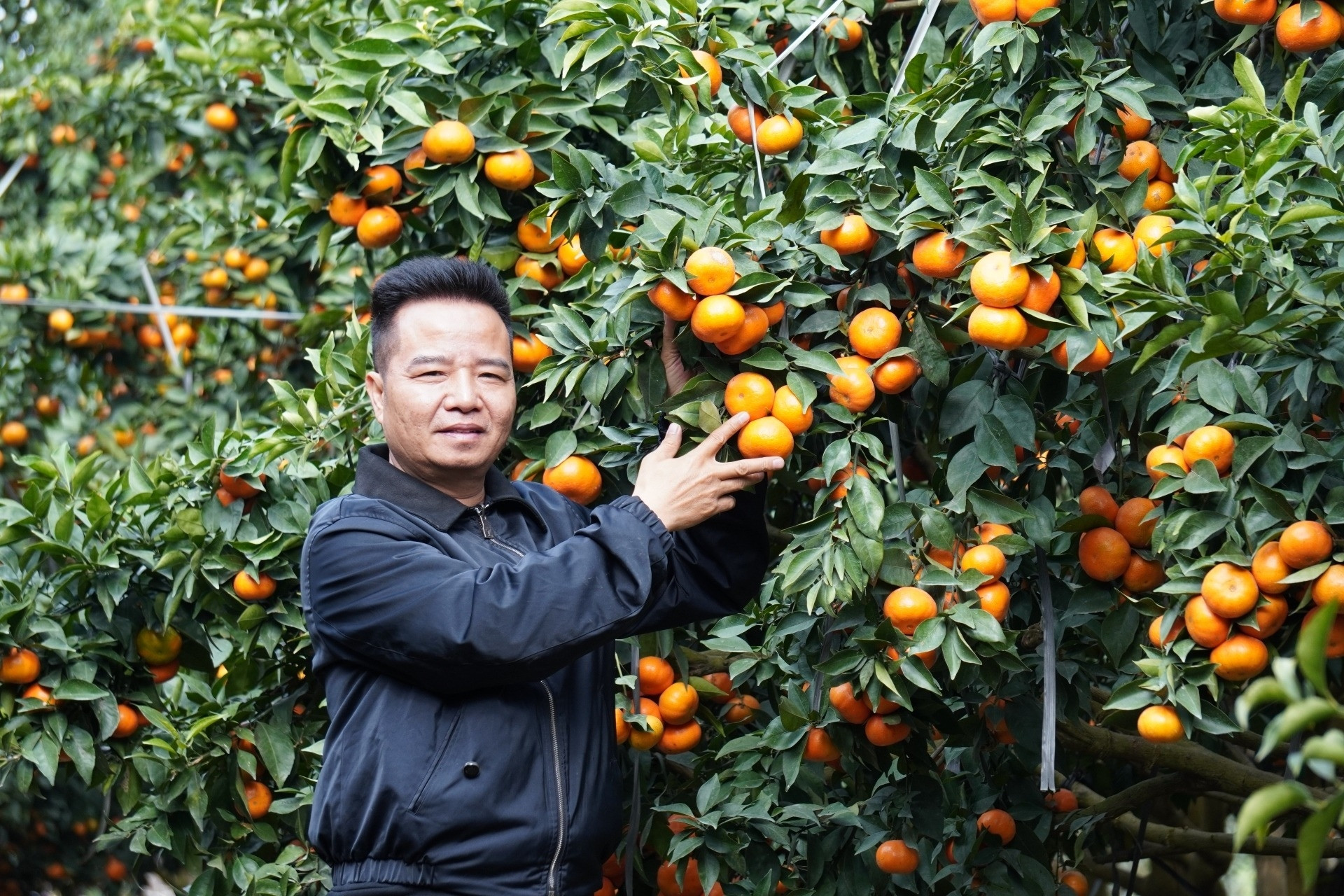 Nghệ nhân chầu văn biến 80ha đất hoang thành vườn cam trĩu quả