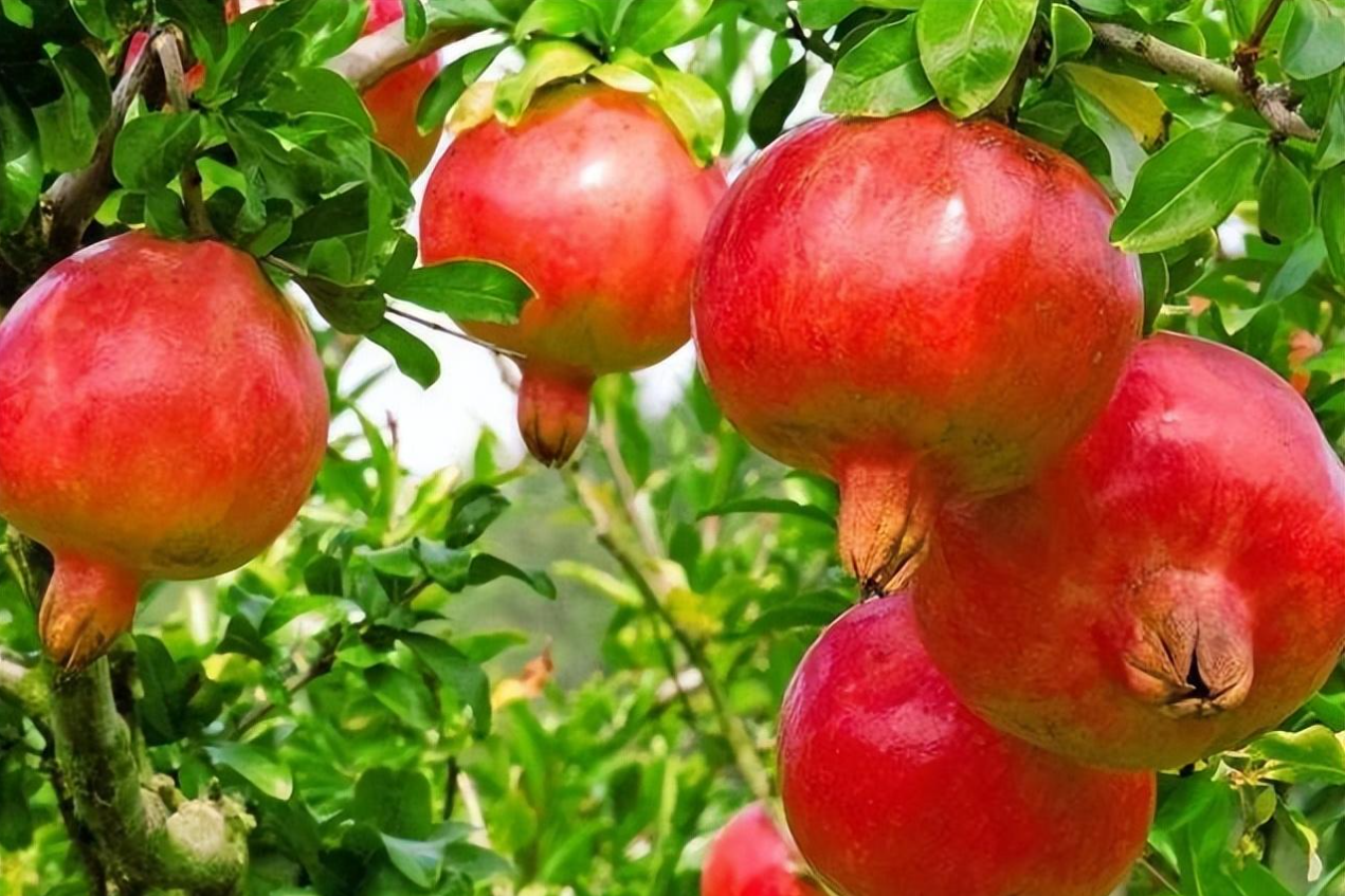 5 loại cây trồng trước cửa để giữ bình an, rước tài lộc về nhà