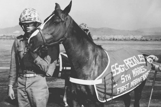 Những chú ngựa nổi tiếng nhất lịch sử thế giới