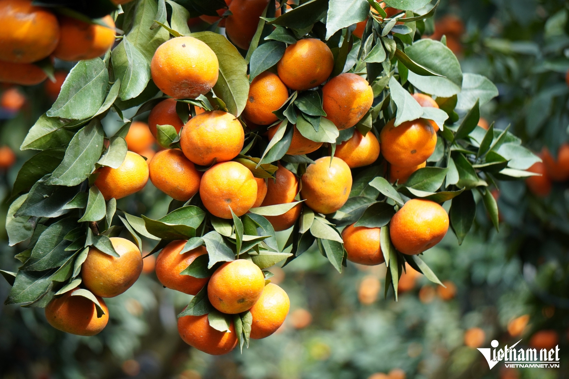 W-a2Nghệ nhân chầu văn biến 80ha.JPG.jpg