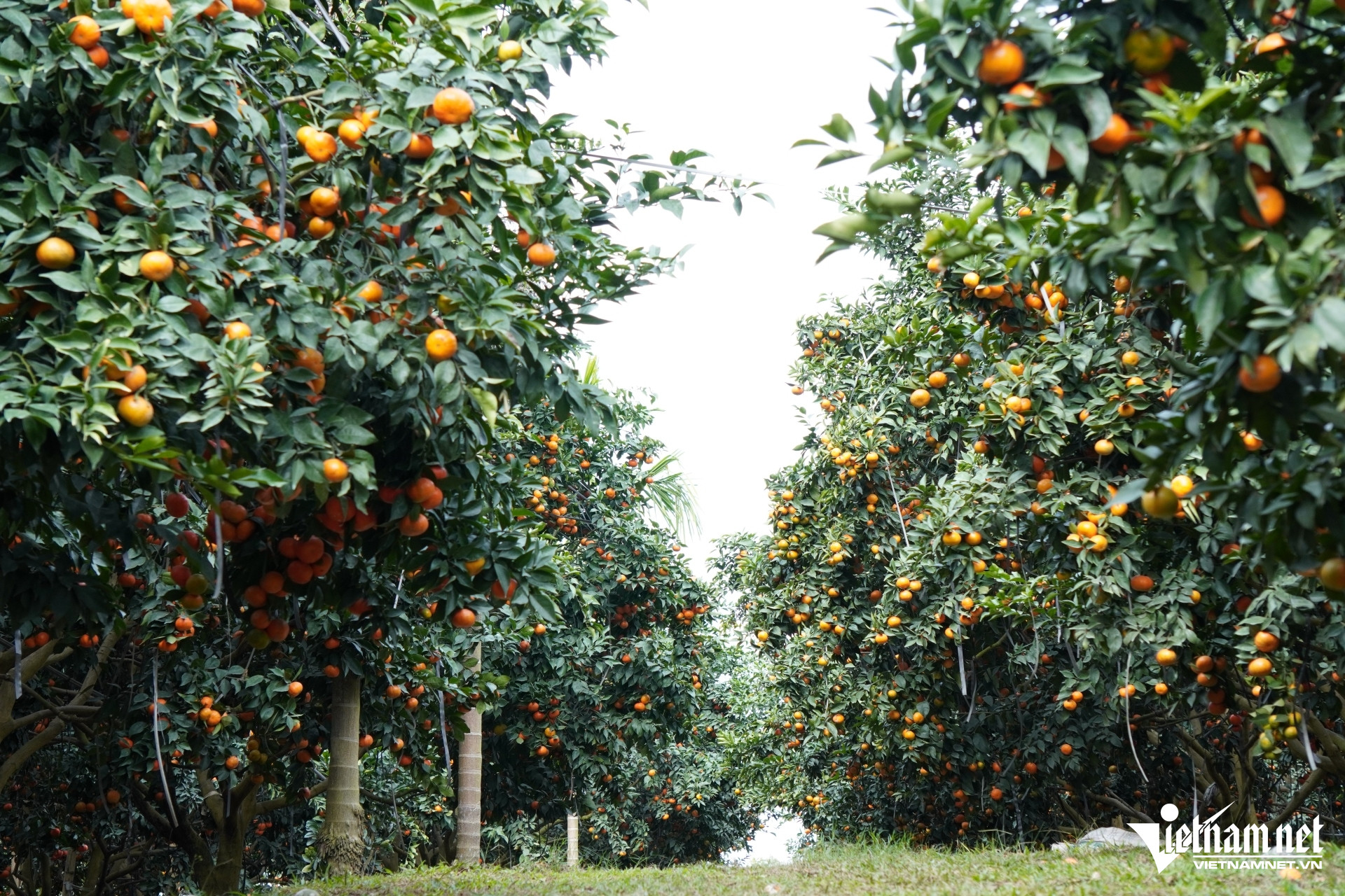 W-a3Nghệ nhân chầu văn biến 80ha.JPG.jpg