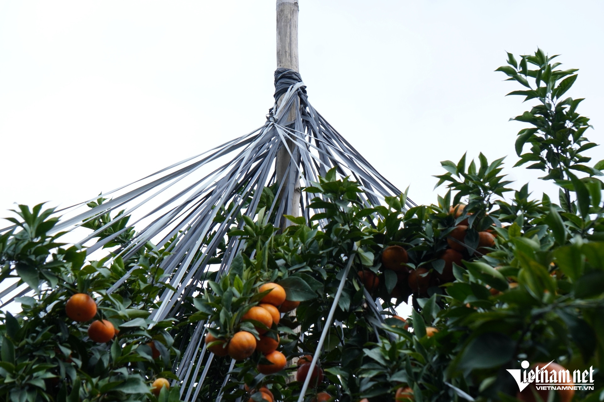 W-a4.Nghệ nhân chầu văn biến 80ha.JPG.jpg