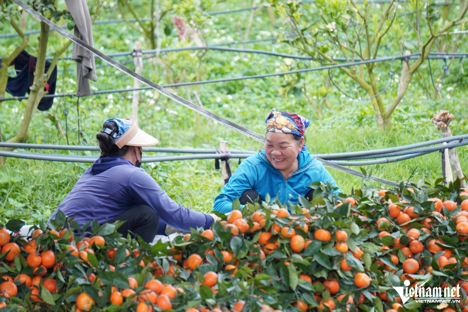 W-a5Nghệ nhân chầu văn biến 80ha.JPG.jpg