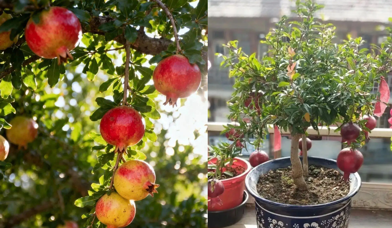 3 loại cây phong thủy đại diện cho tài lộc, công danh và trường thọ Hình 1 (6).png