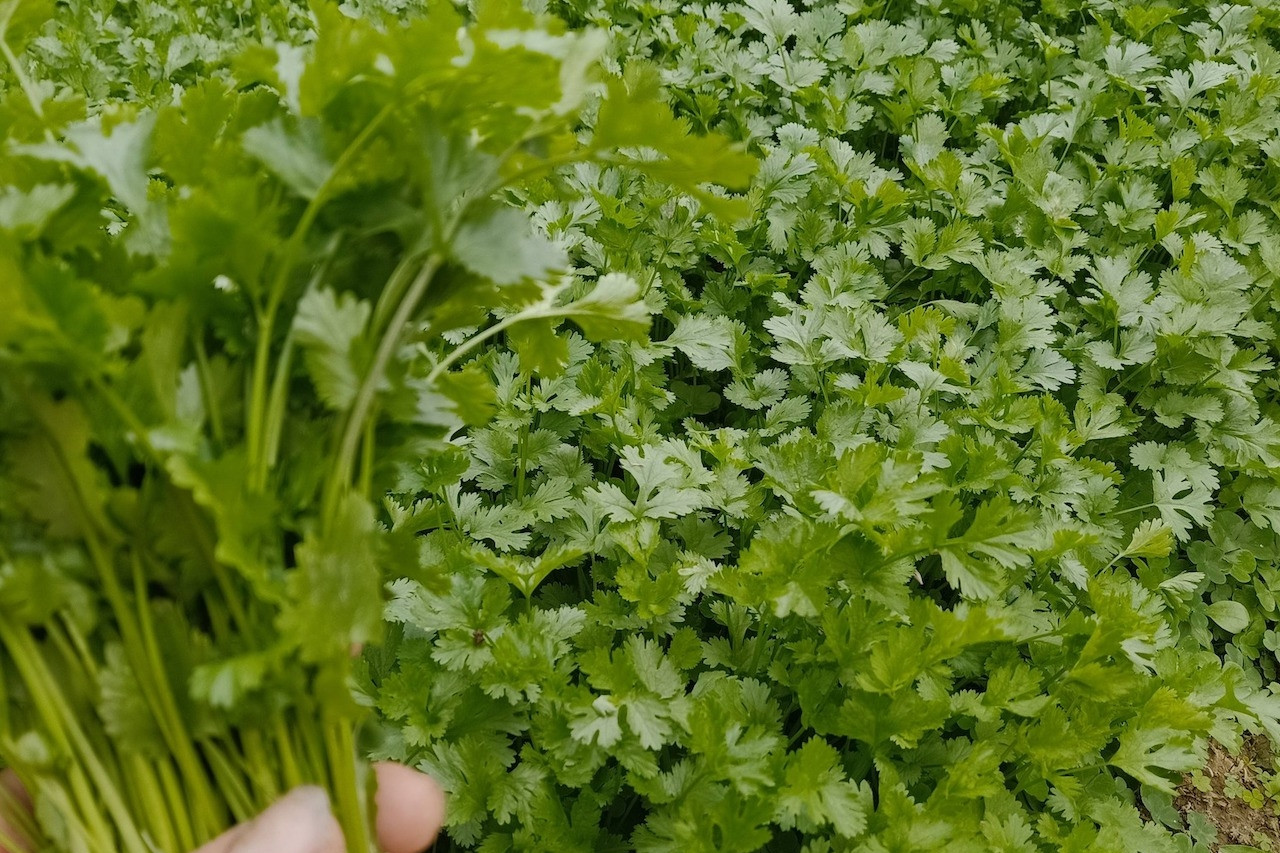 Rau mùi giúp 'nhẹ bụng' sau mỗi bữa tiệc Tết