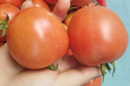 Thịt ngựa giàu dinh dưỡng nhưng một nhóm người không được ăn 2 nhóm người cần hạn chế ăn cà chua