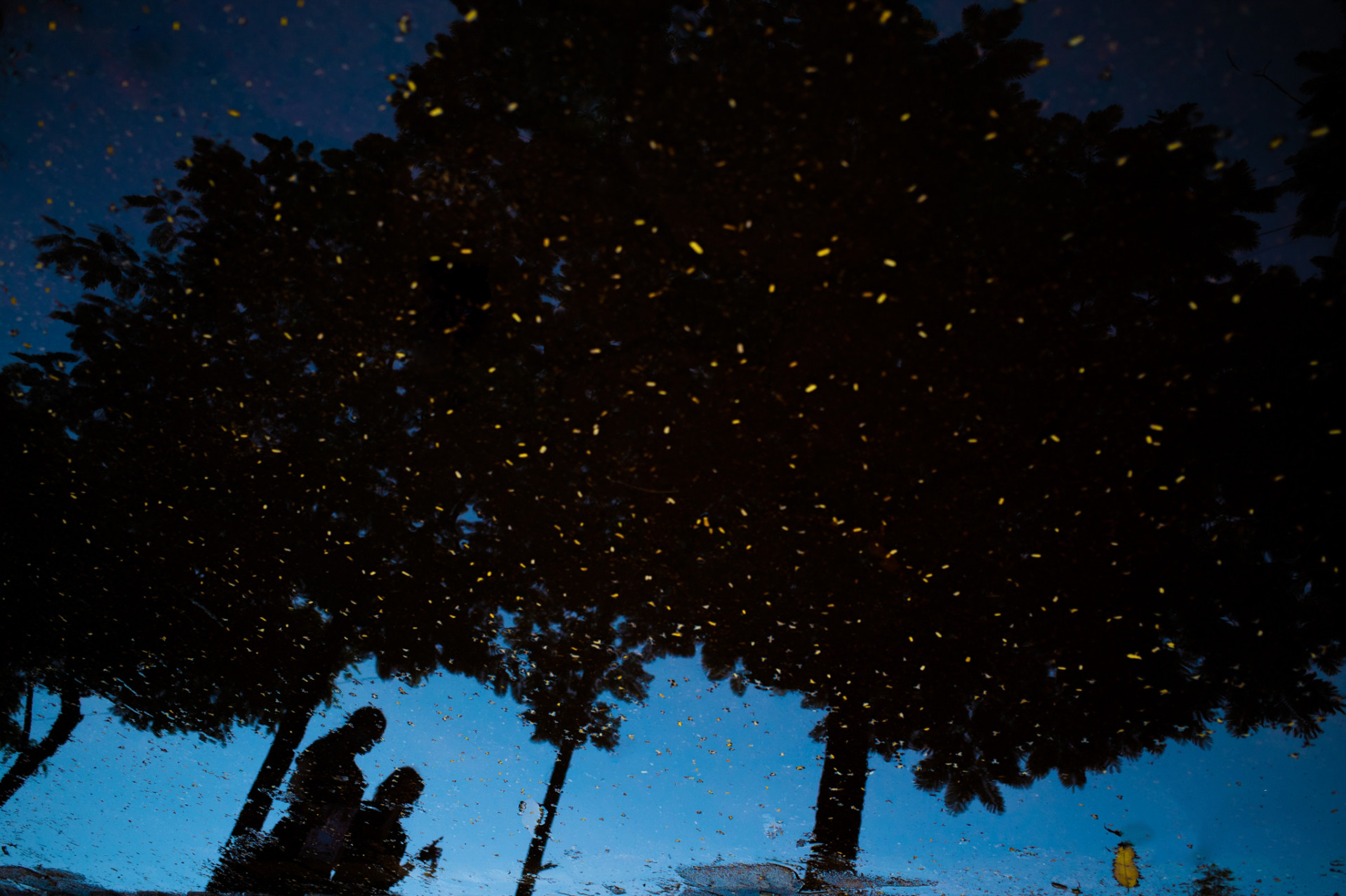 batch_Fireflies   Lâm Xuân Tùng.jpg