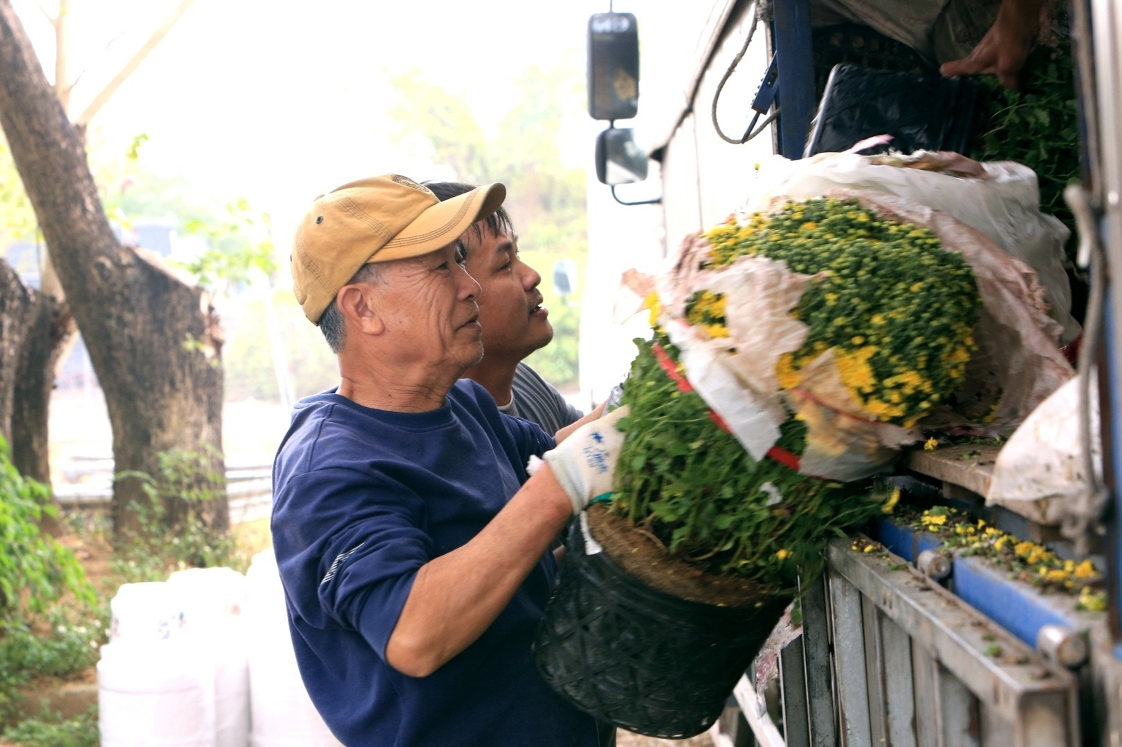 Cúc mâm xôi 'cháy hàng' ở Thanh Hóa, có nơi bán 1.000 chậu/ngày