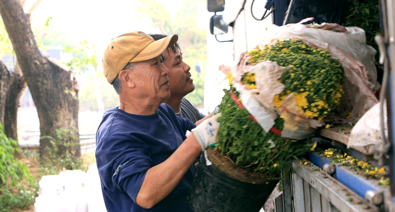 Cúc mâm xôi "cháy hàng" ở Thanh Hóa, có nơi bán 1.000 chậu/ngày