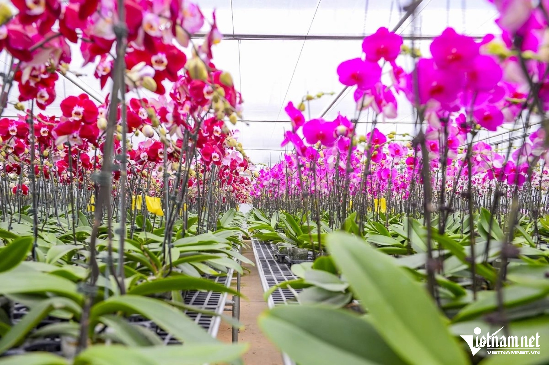 W-a4Hoa cúc đắt hàng.jpg