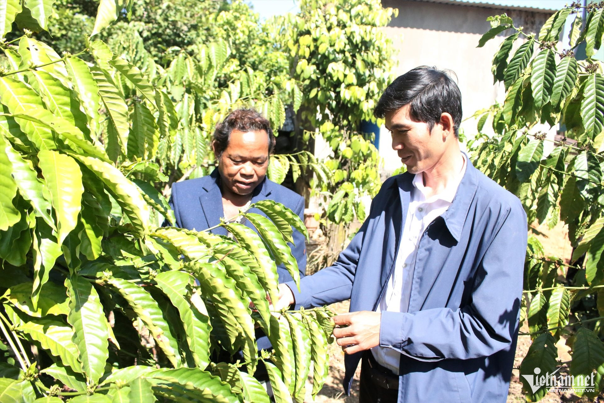 W-Anh A Glaoh (bên phải), Bí thư Chi bộ kiêm Trưởng thôn Khơk Klong, xã Rờ Kơi thường xuyên tuyên truyền, hướng dẫn người dân cách chăm sóc cây cà phê. (Ảnh: Ngọc Chí).jpg