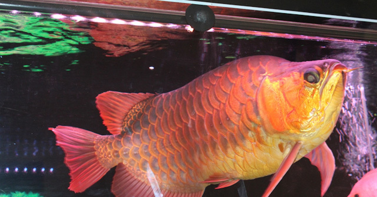 13 người nghi ngộ độc sau khi ăn trứng cá Rồng, Bộ Y tế vào cuộc