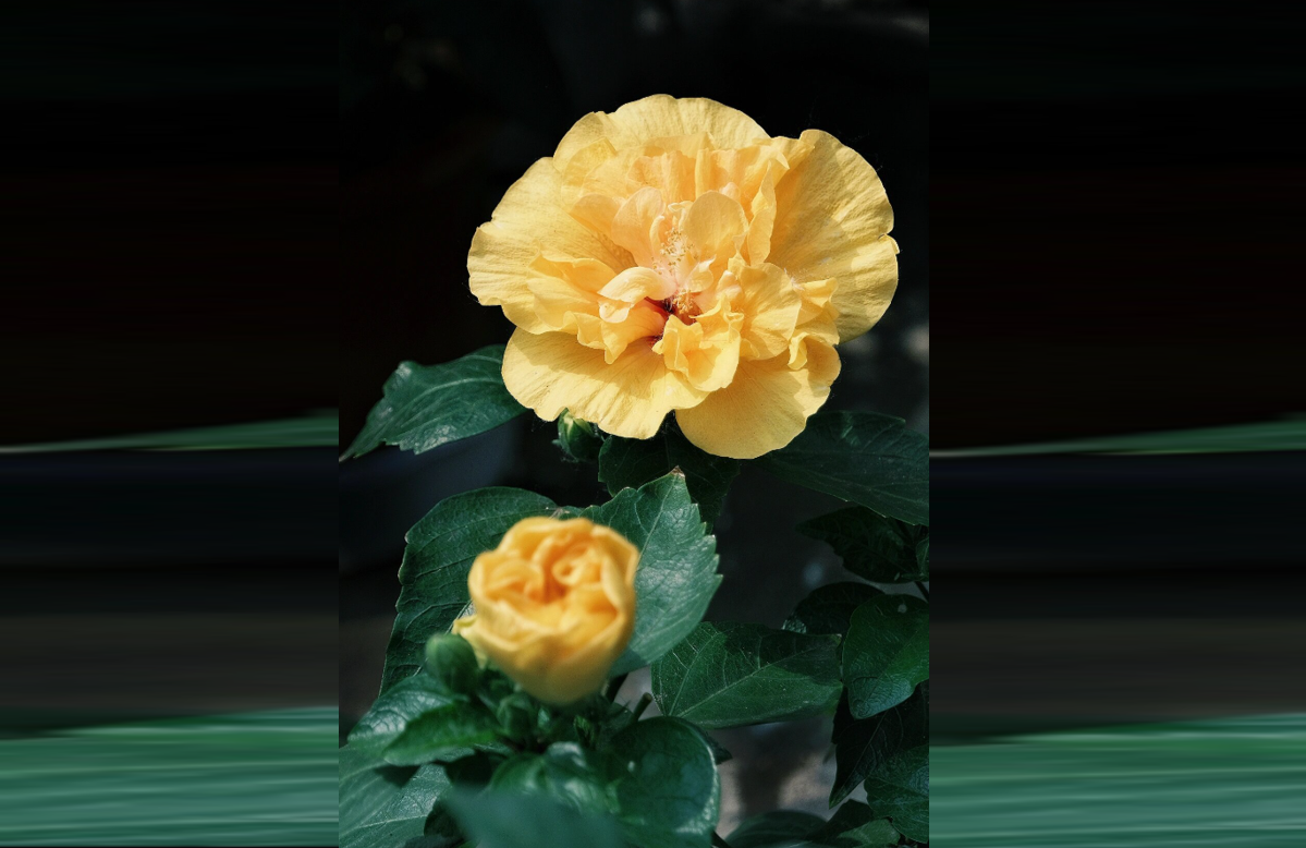 Loài hoa được nhà phố ưa chuộng, dễ trồng, nở bền, giúp không gian thêm sinh khí Hình 1 (11).png