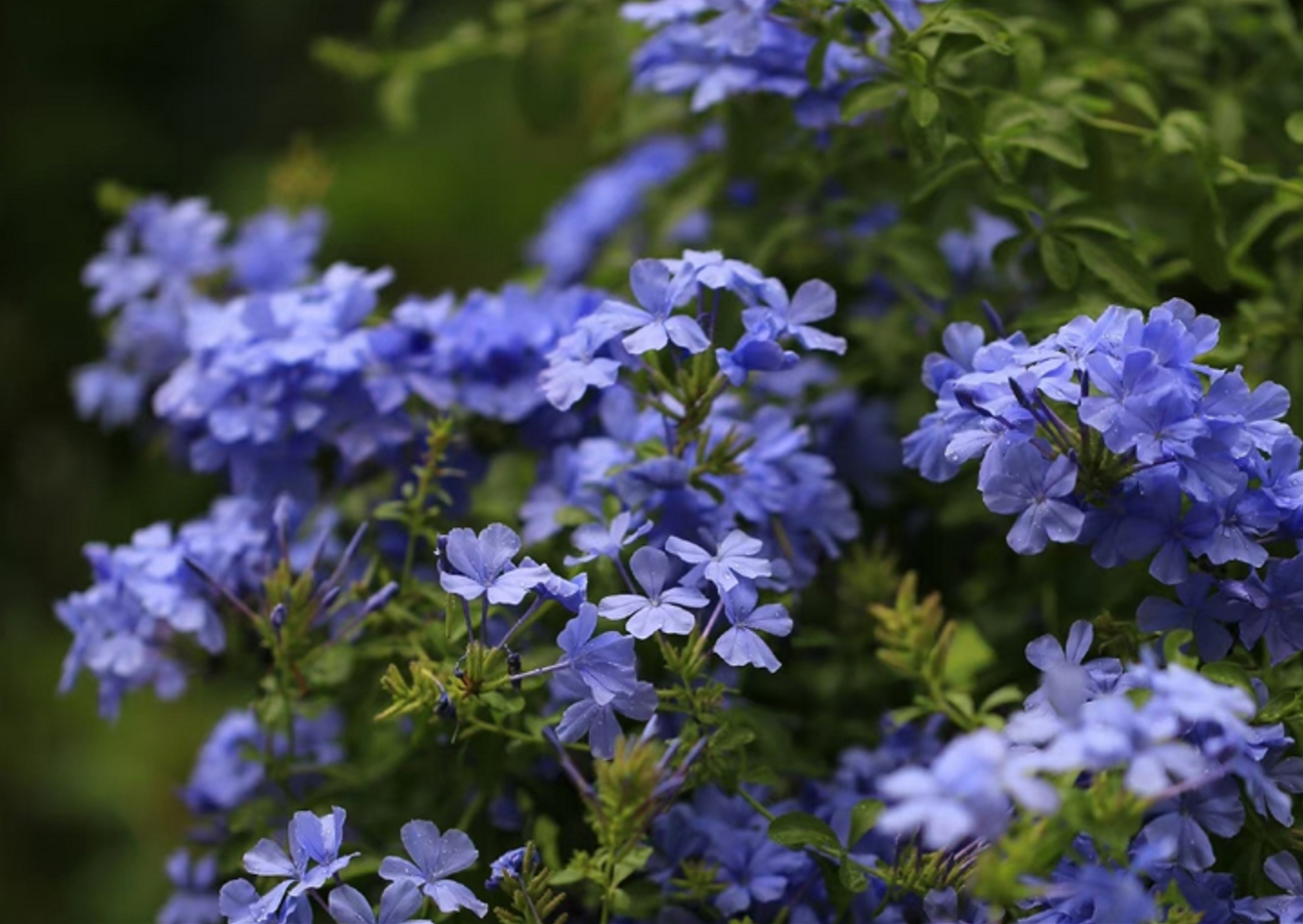 Hình 1 2026 02 03T164727.384.png