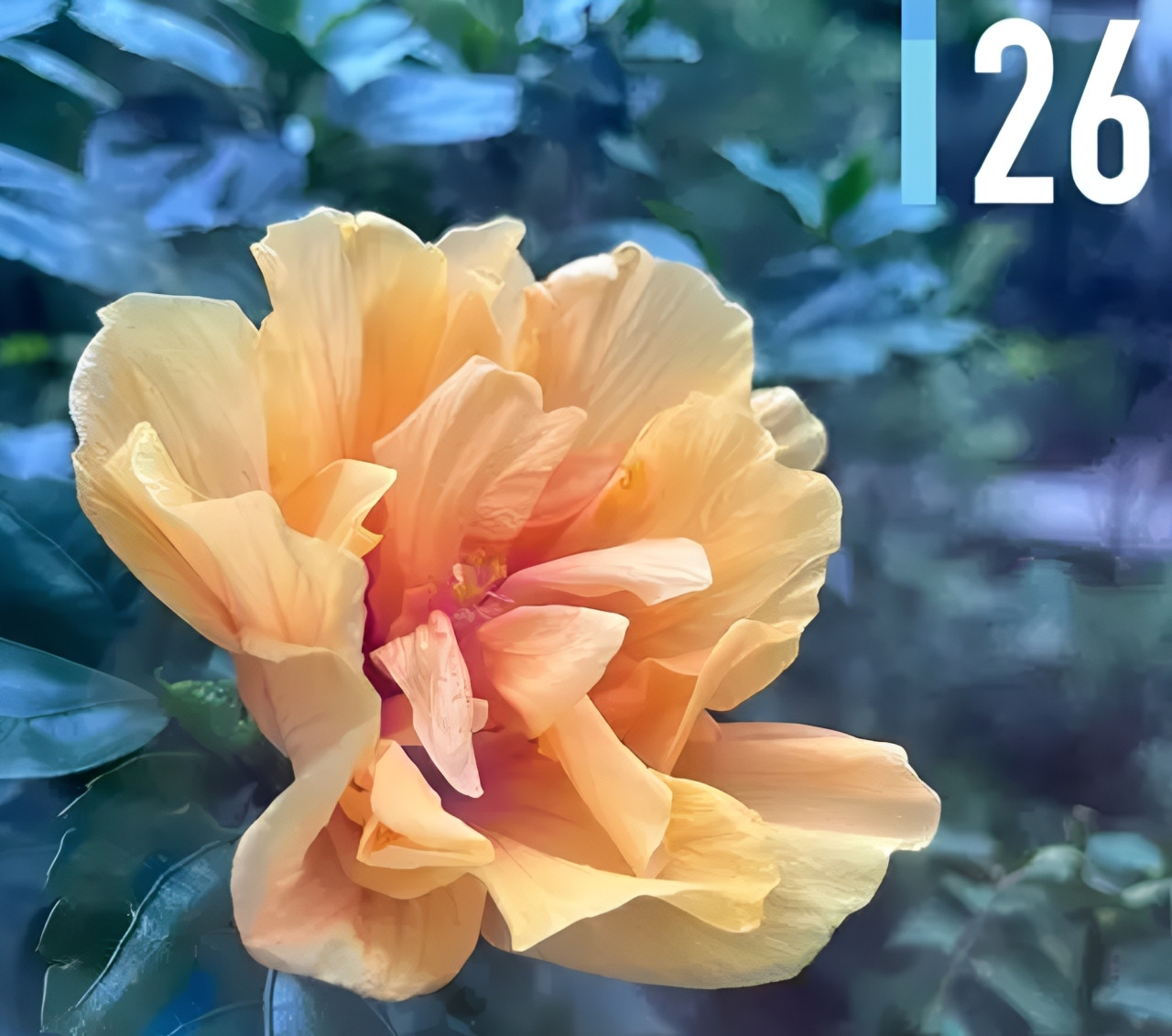 Loài hoa được nhà phố ưa chuộng, dễ trồng, nở bền, giúp không gian thêm sinh khí Hình 2 (4).jpg