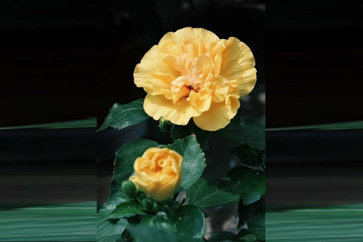 Loài hoa được nhà phố ưa chuộng, dễ trồng, nở bền, giúp không gian thêm sinh khí