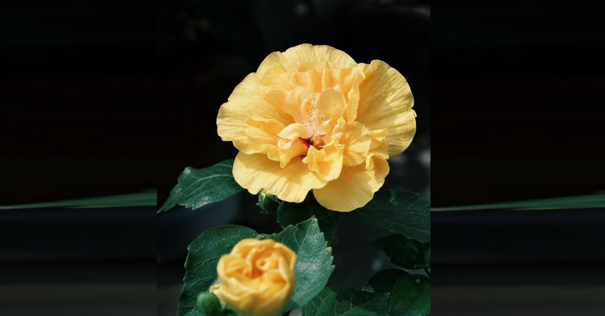 Loài hoa được nhà phố ưa chuộng, dễ trồng, nở bền, giúp không gian thêm sinh khí