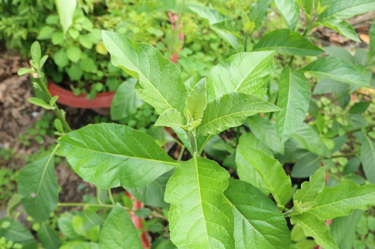 Loại lá nhiều người ăn để tránh say rượu