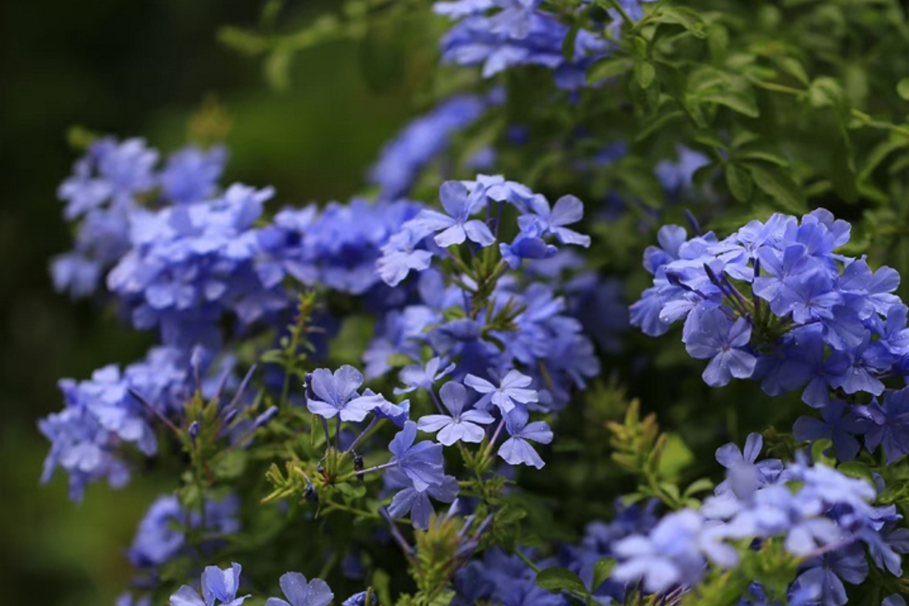 Trồng hoa Lãn ông đúng cách để không gian sống thanh nhã và cân bằng phong thủy