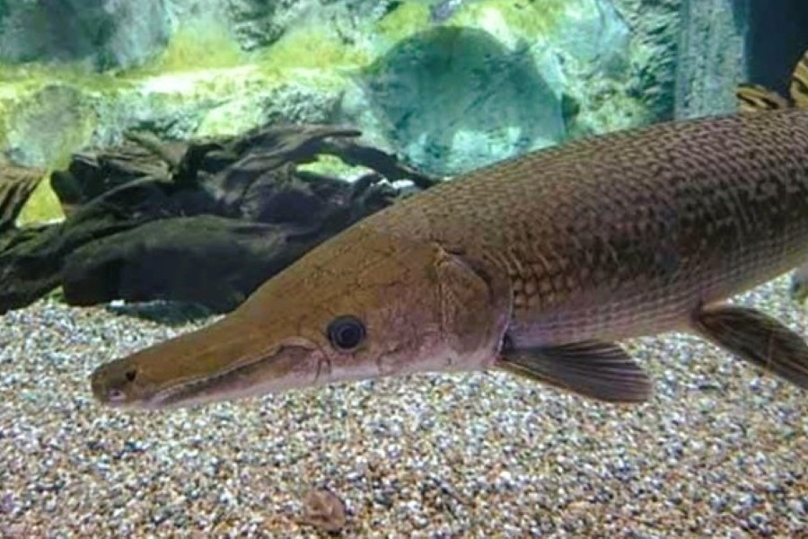 11 người ở Thanh Hóa nghi bị ngộ độc sau khi ăn trứng cá sấu hỏa tiễn