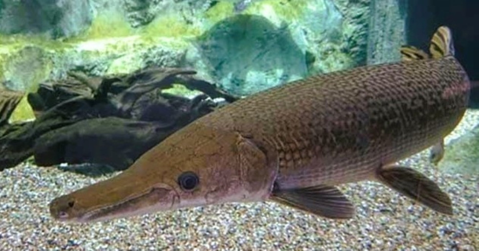 11 người ở Thanh Hóa nghi bị ngộ độc sau khi ăn trứng cá sấu hỏa tiễn