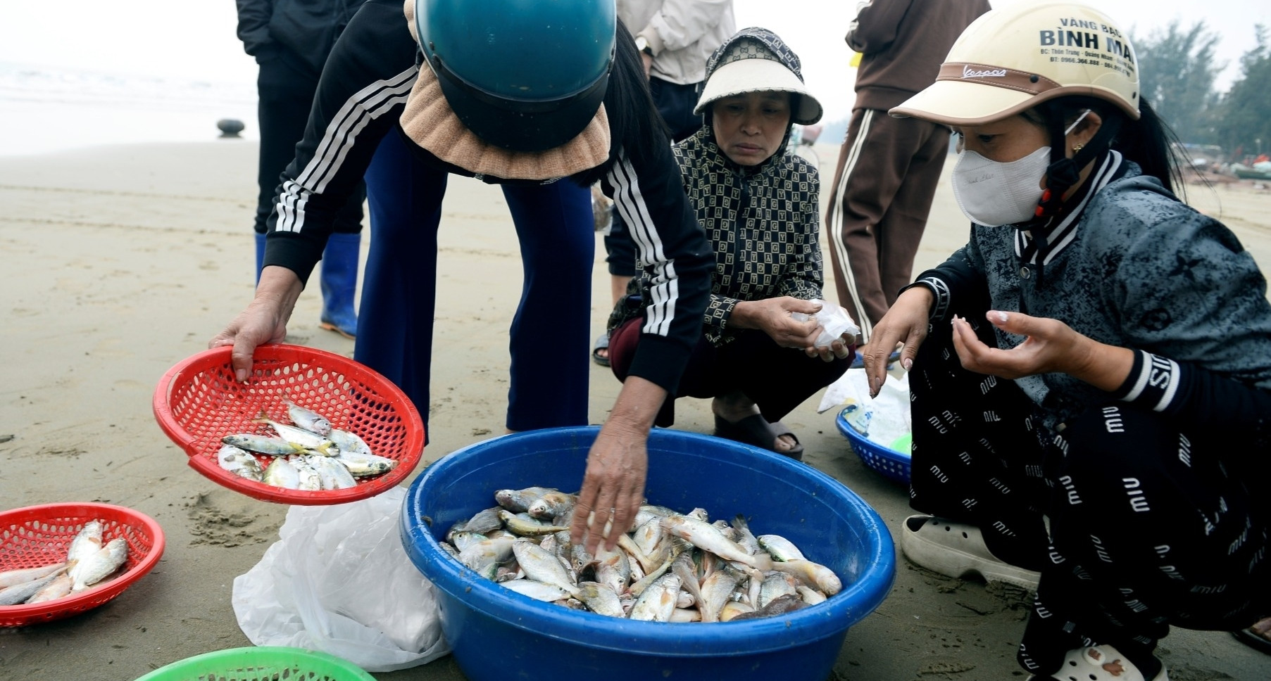 Loài cá thân mềm giá tới 1 triệu đồng/kg 'cháy hàng'