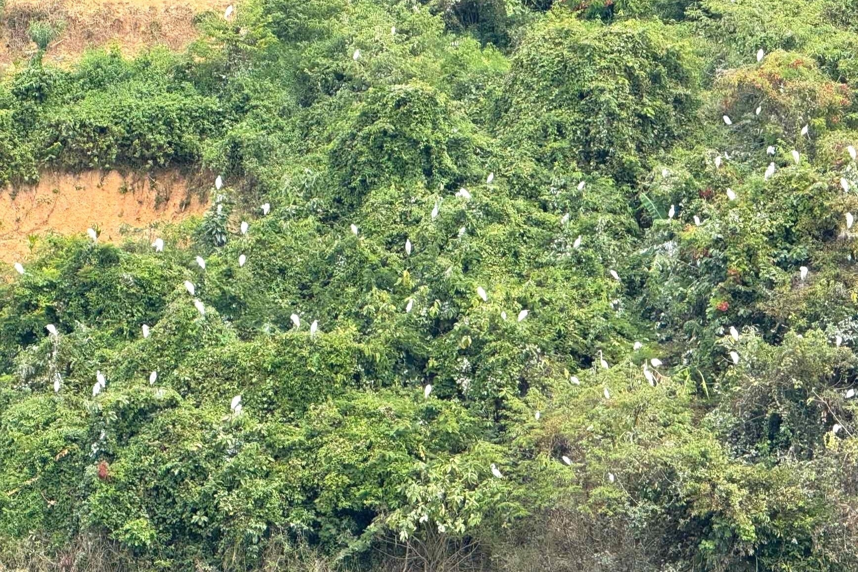 Ngỡ ngàng đàn cò cả nghìn con phủ trắng sườn đồi ở Đắk Lắk