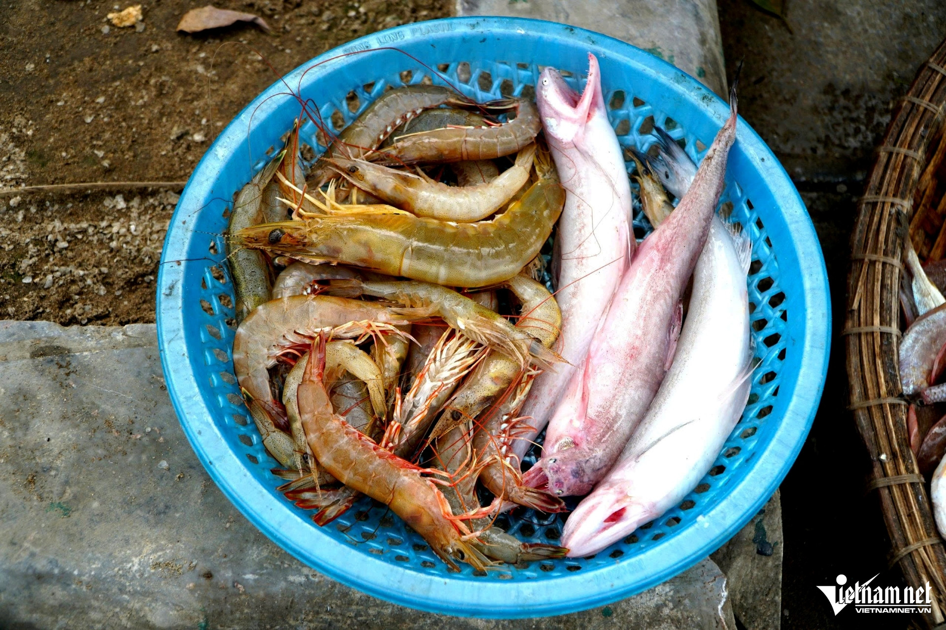 W-a3Cá khoai khan hiếm.jpg