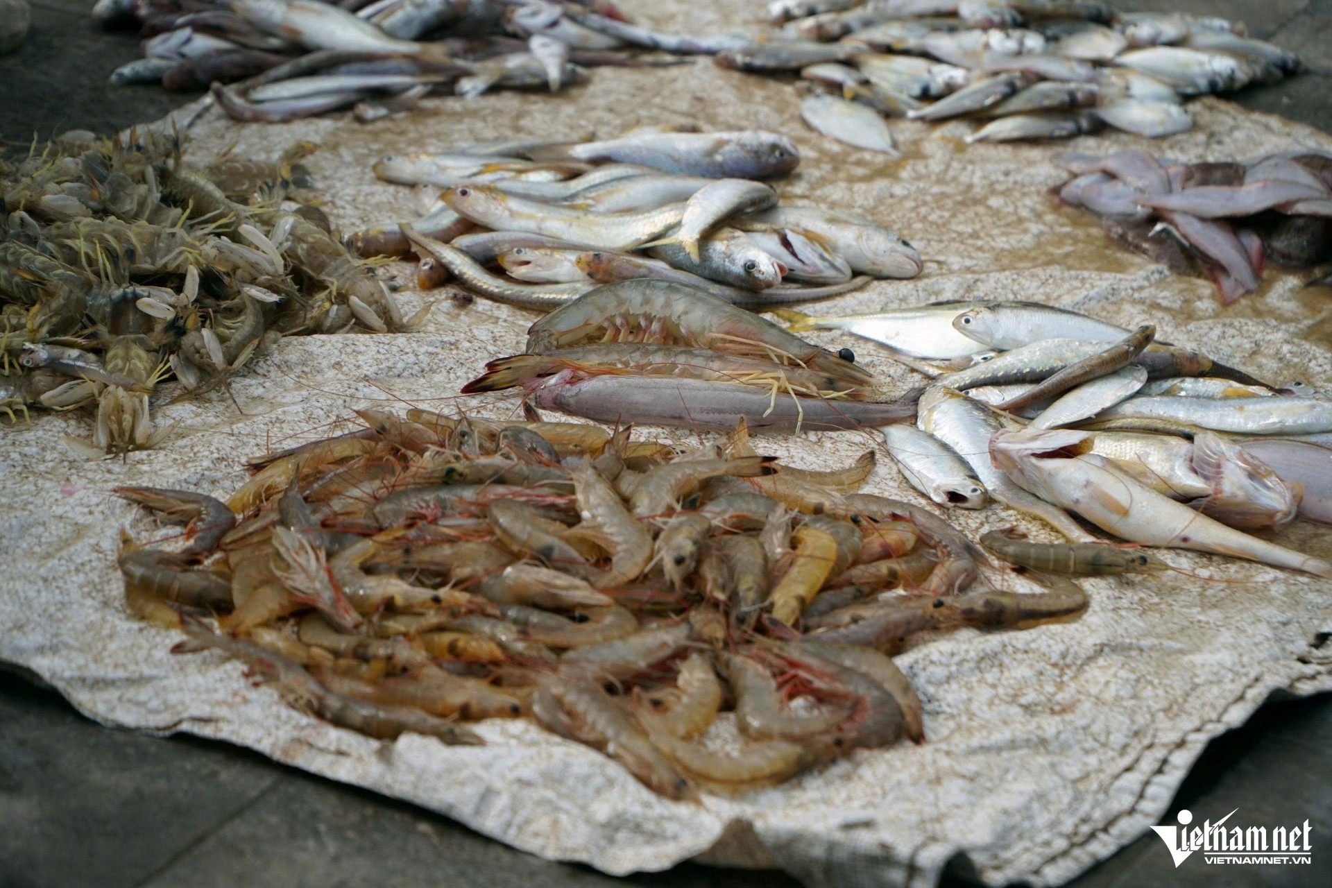 W-a4Cá khoai khan hiếm.jpg