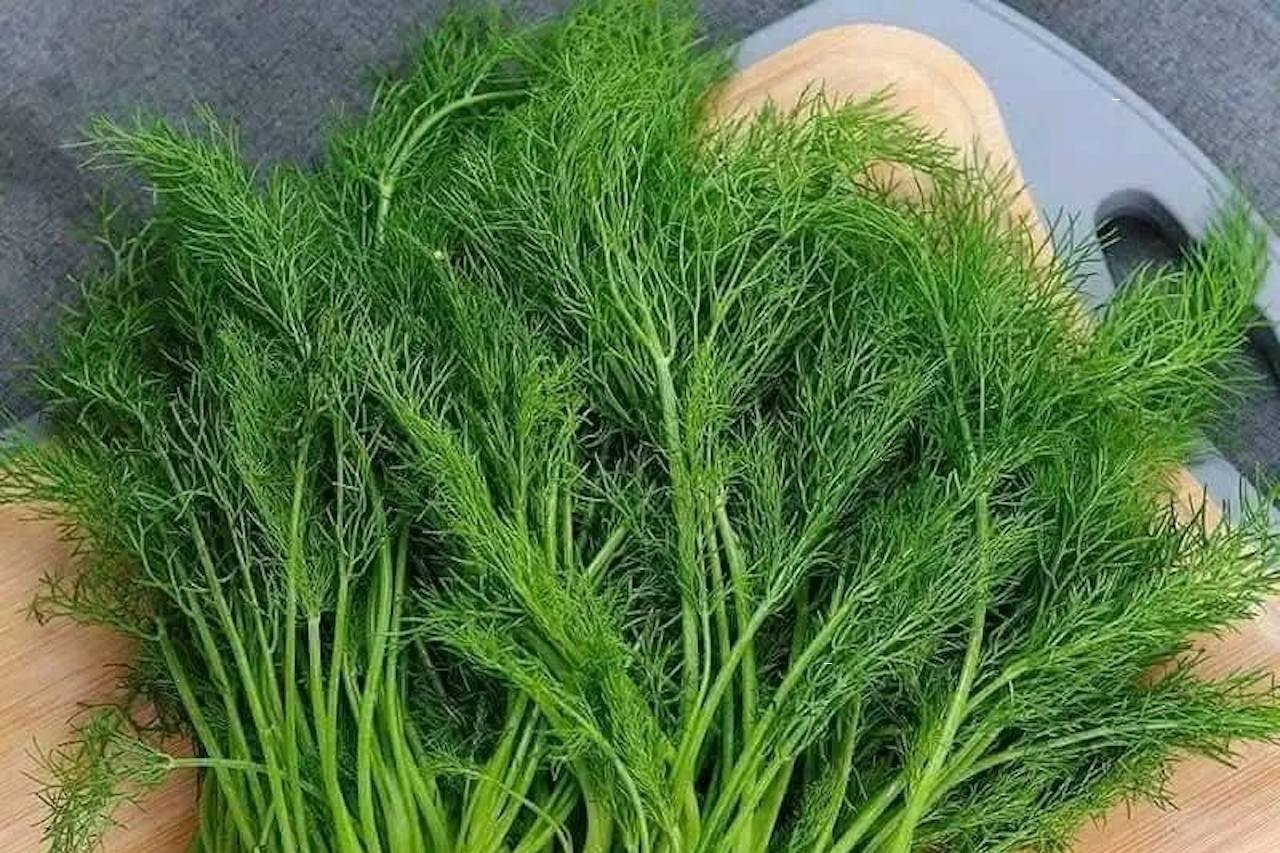 Thì là - rau gia vị quen thuộc như 'chất điều hòa tiêu hóa'