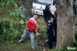 W-a3Phiên chợ ném cà chua.jpg