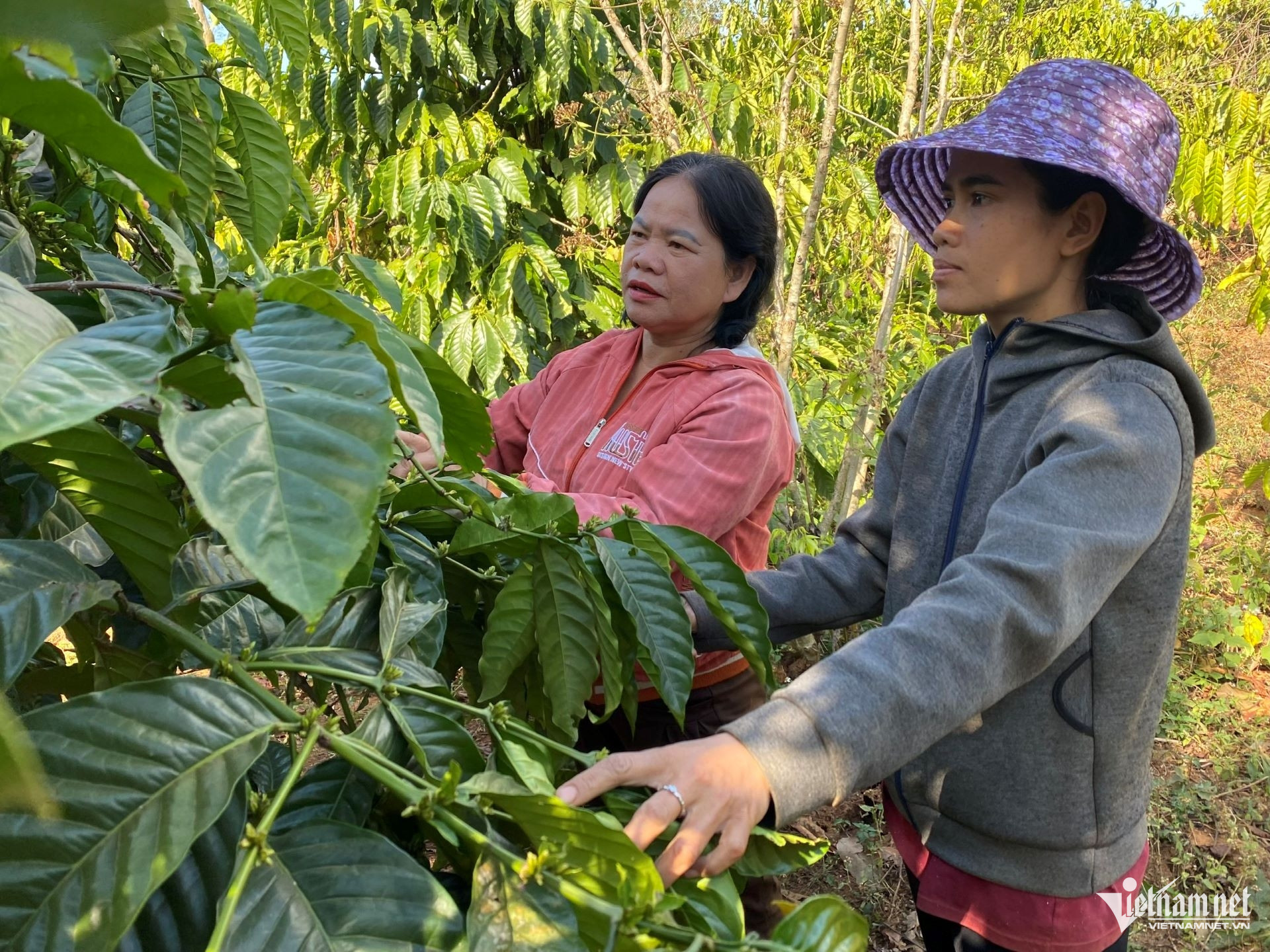 W-Cây cà phê mang lại cuộc sống ấm no cho đồng bào Xơ Đăng – nhánh Tơ Đrá ở làng Đăk Kơ Đêm. (Ảnh: Ngọc Chí).jpg