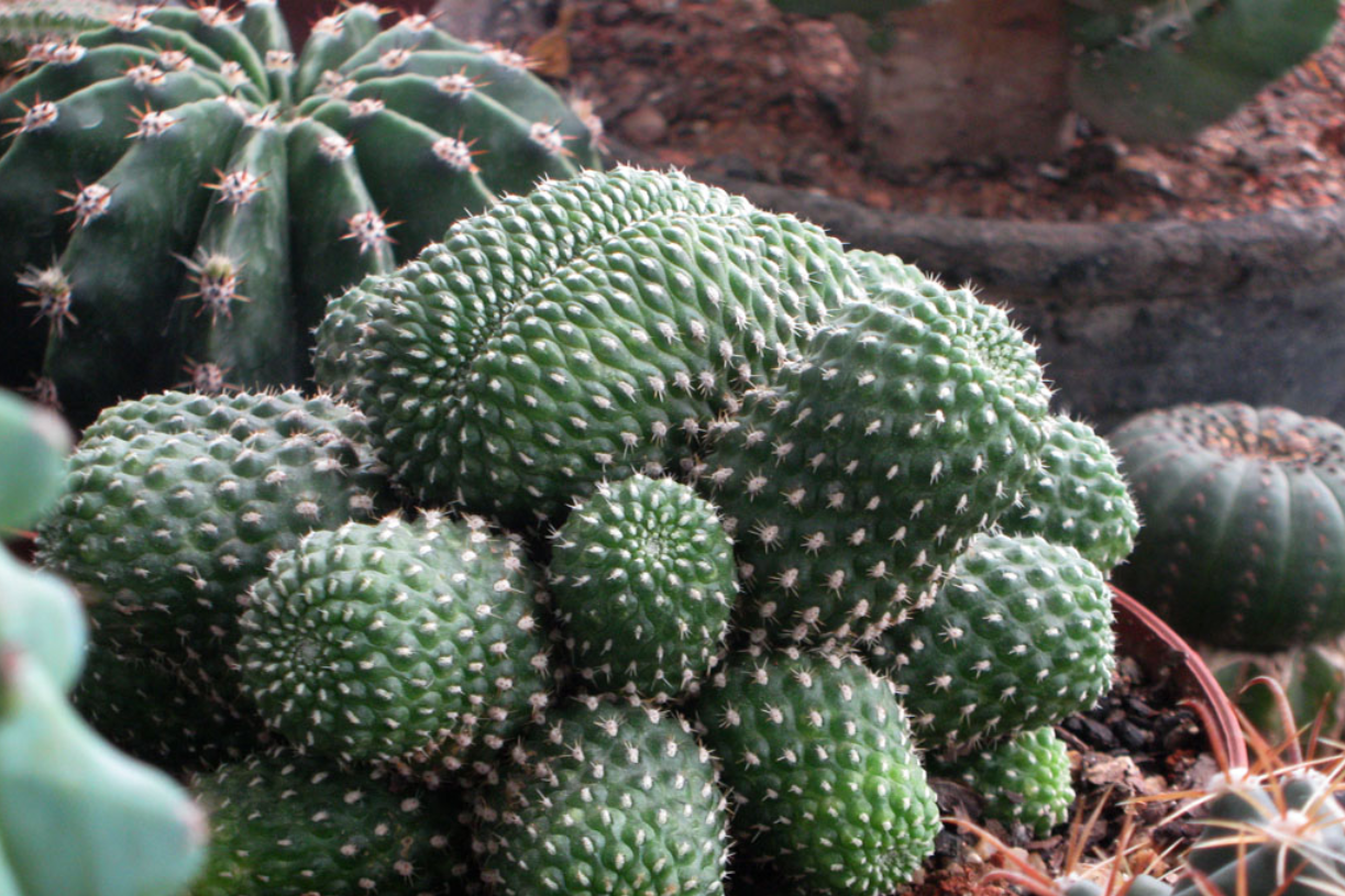 Cay Xuong Rong Hop Menh Nao Dat O Dau De Khong Phan Tac Dung 550