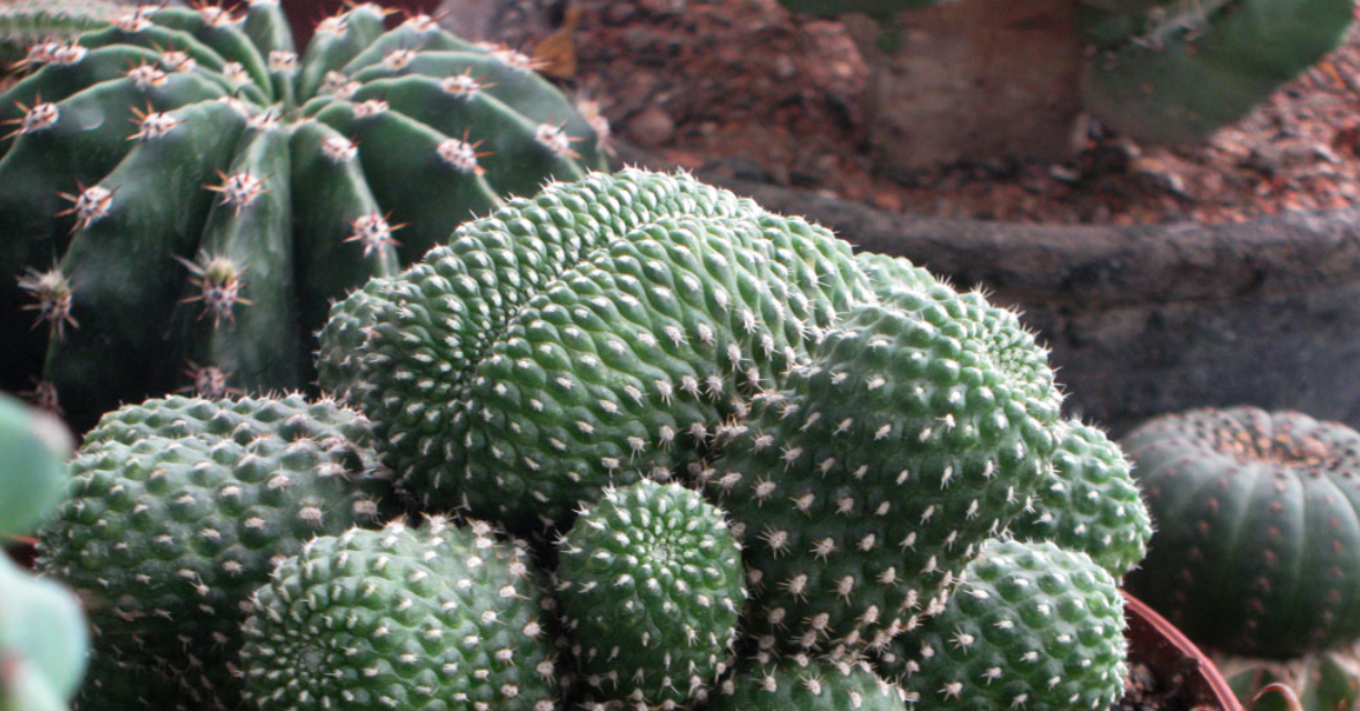 Cây xương rồng hợp mệnh nào, đặt ở đâu để không phản tác dụng?