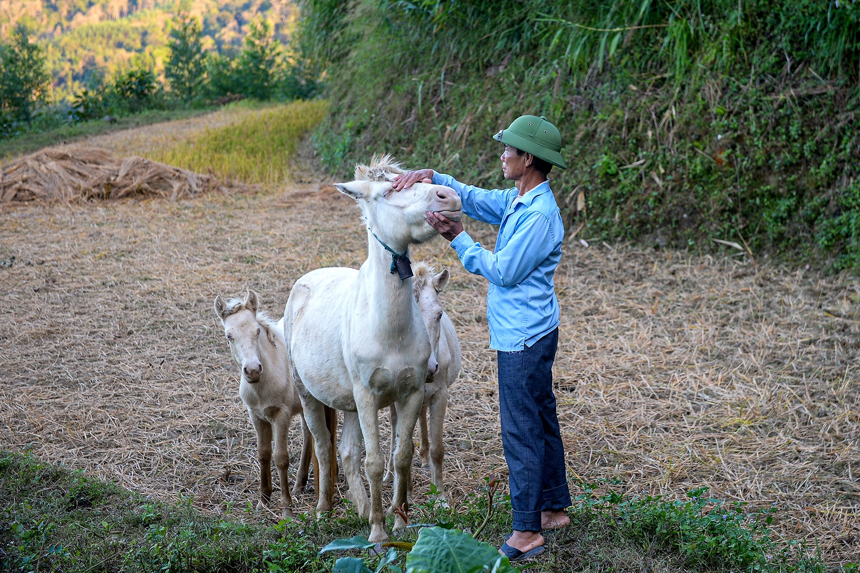 Nuôi ngựa bạch 4 tháng bán 30 triệu đồng/con, lão nông xứ Lạng đổi đời