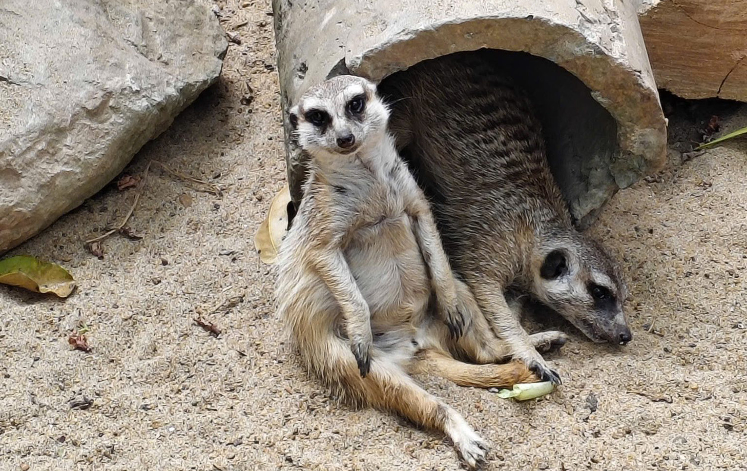 Chồn đất (meerkat) – “thành viên mới