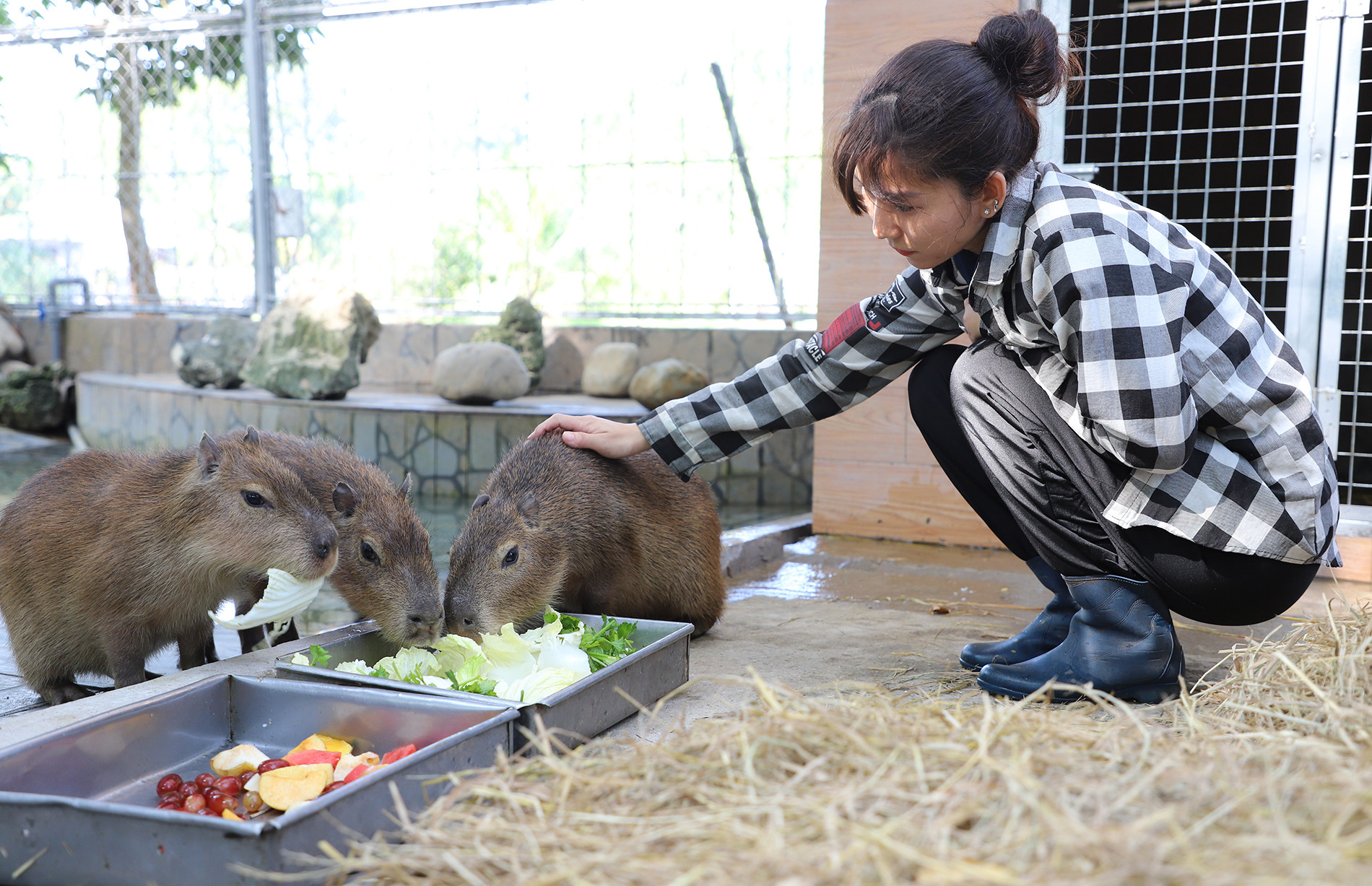 Ba con Capybara – loài được mệnh danh là “bộ ngoại giao” – gây tò mò với vẻ ngoài hiền lành, dễ mến.