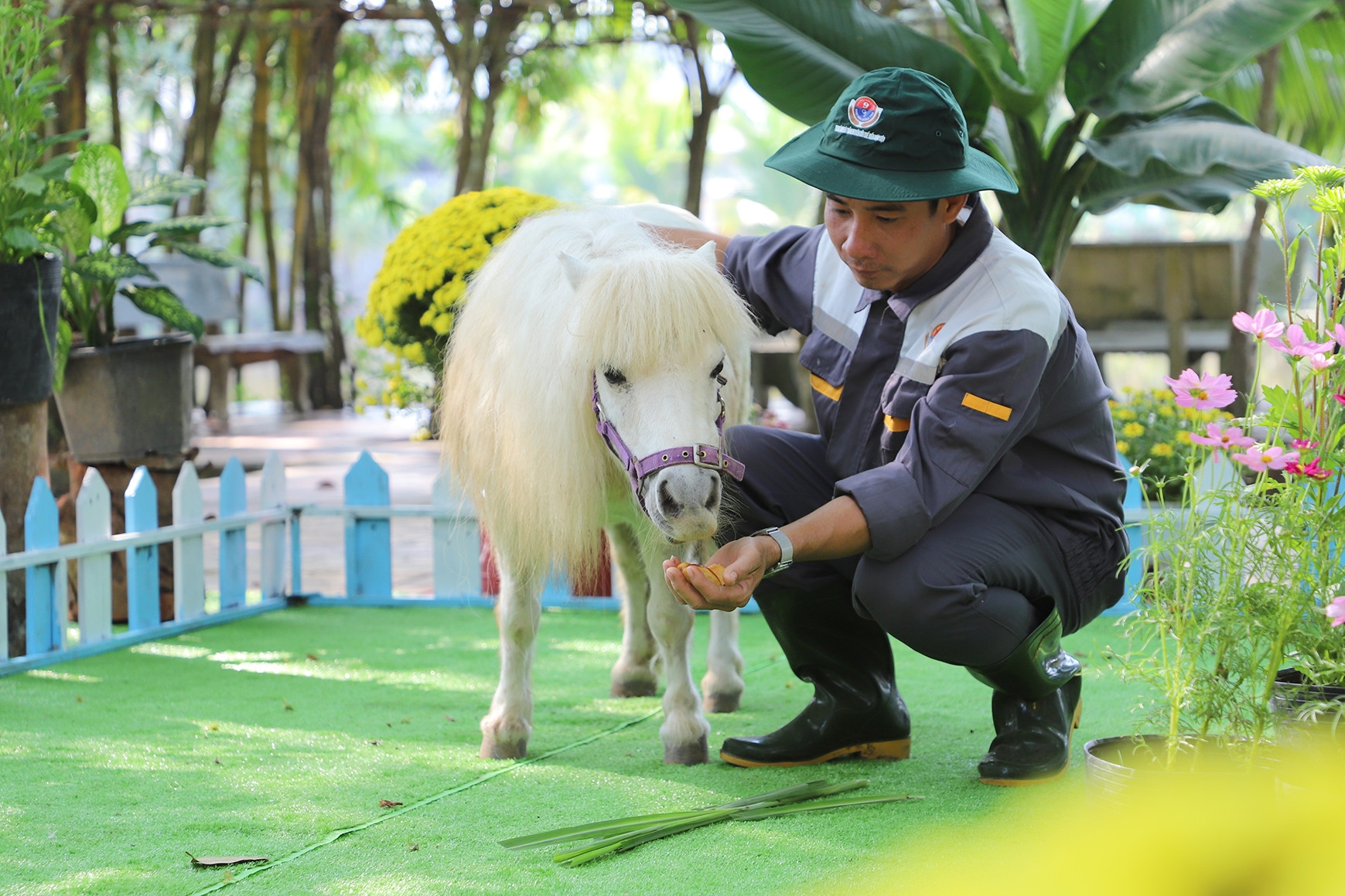 Du khách thích thú xem cặp ngựa lùn 'độc nhất vô nhị' ở miền Tây